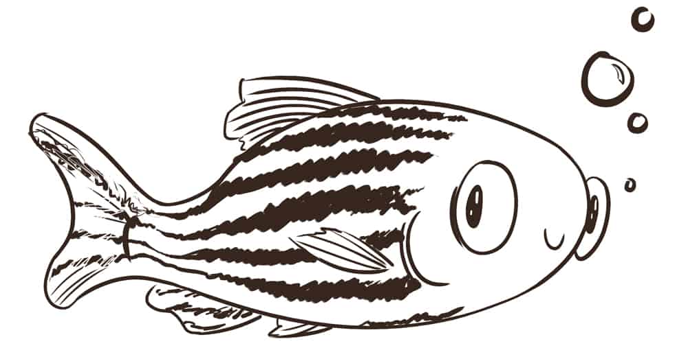 The marvelous zebrafish – The Varsity
