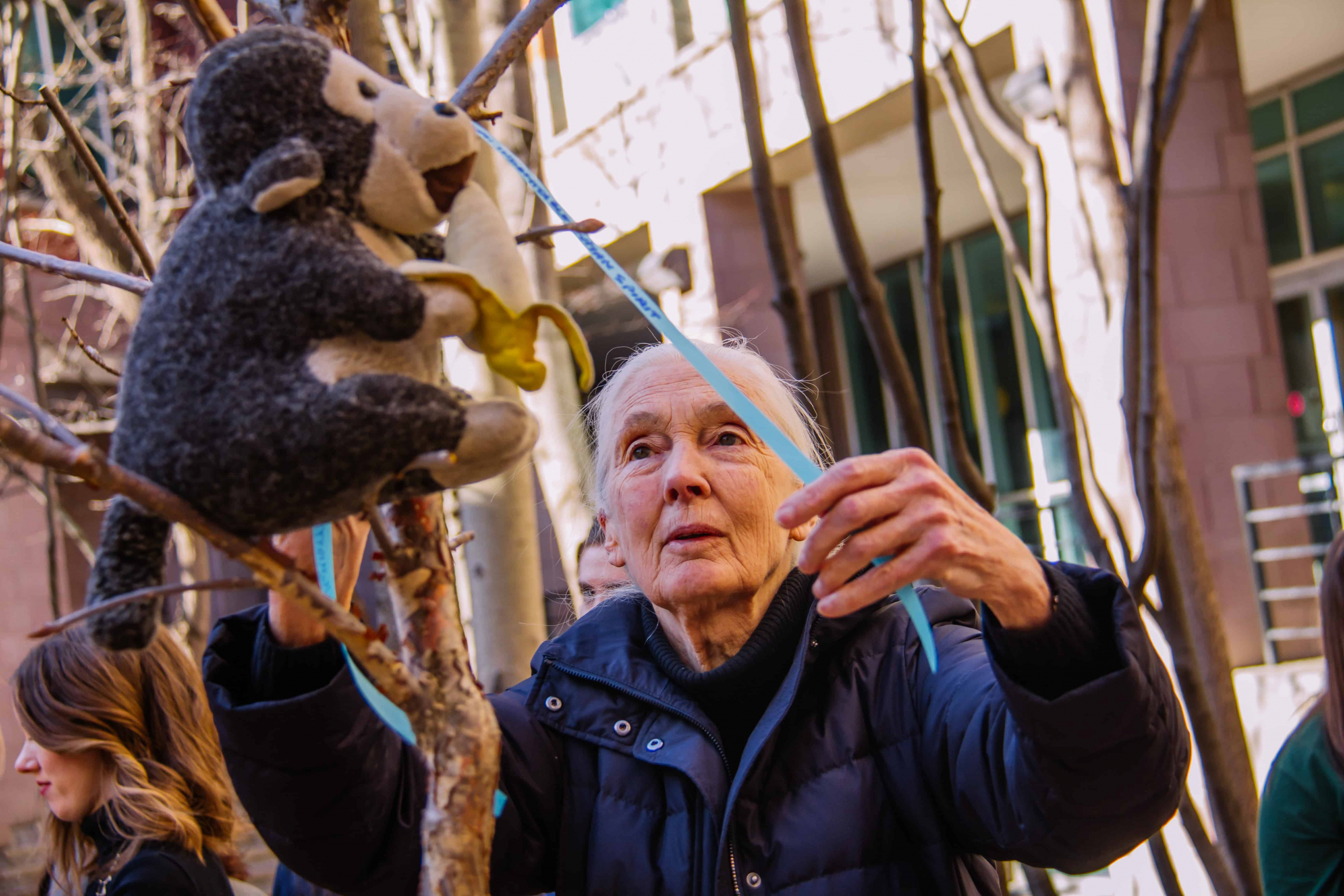 Jane Goodall and Mr. H tying a ribbon on the Tree of Hope. PHOTO BY NICK TIRINGER/COURTESY OF THE JANE GOODALL INSTITUTE OF CANADA.