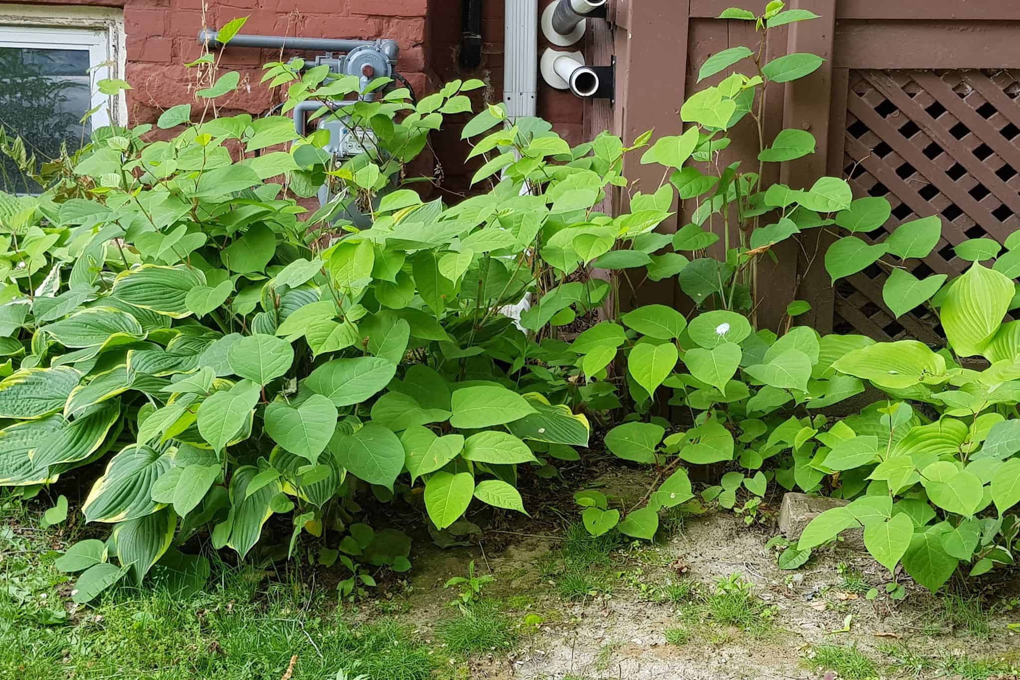 Under Invasion Watch Out For The Japanese Knotweed Plant The Varsity