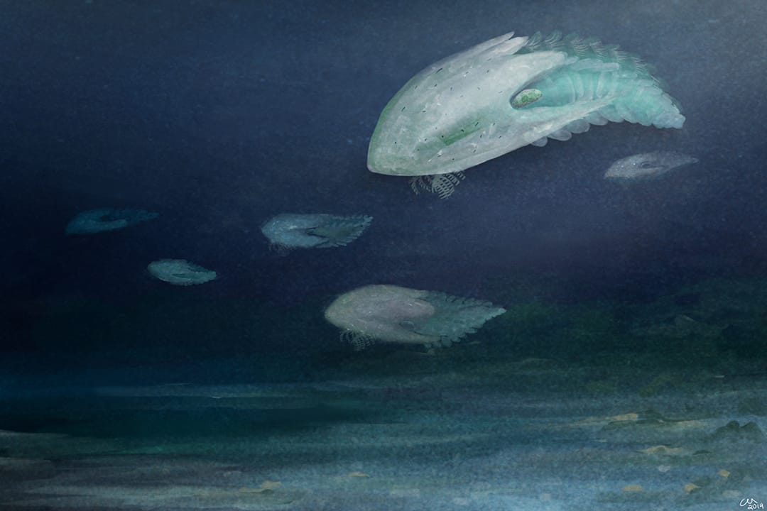 An artist's depiction of Cambroraster, a 500-million-year-old marine predator with rake-like claws. PHOTO COURTESY OF PaleoEquii/WIKIMEDIA
