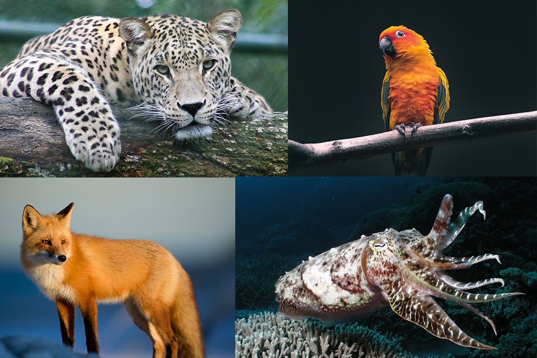 Some animals use chemical pigments to create their colours. Clockwise from top-right: a leopard, a parrot, a fox, a cuttlefish. PHOTOS VIA CC FLICKR